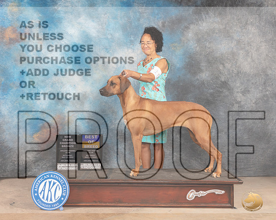 Rhodesian Ridgeback #10 Sat BOBGChBz Judge Sylvie Mcgee-MMJ_3692-Abilene2022-HR3