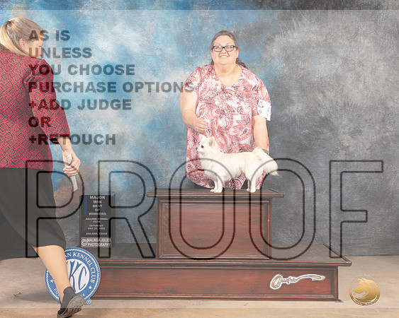 Chihuahua Long Coat #5 Sat BOWM Judge Peggy McIlwaine-MMJ_3686-Abilene2022-HR3