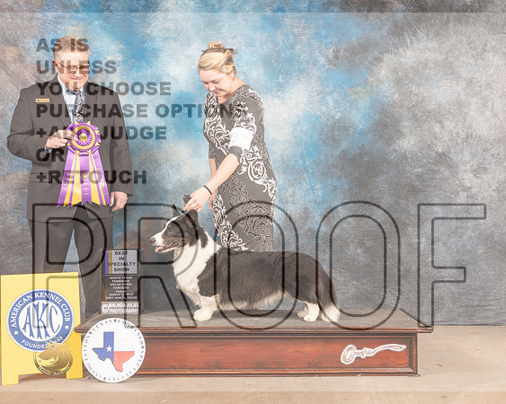 Cardigan Welsh Corgi #37 Fri BISS Judge Patrick Smith-MMJ_7560-FW2022-HR3