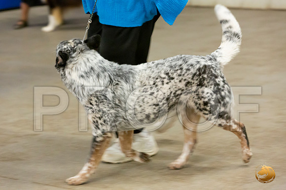 Australian Cattle Dog Ring Sat_JJL_1360-Selma2019-HR3