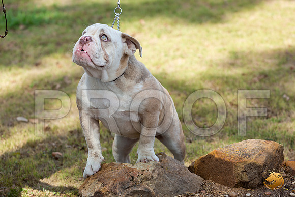 Bulldog Sat Patti_JJL_1155-Selma2019-HR3