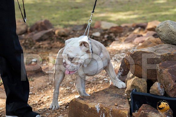 Bulldog Sat Patti_JJL_1159-Selma2019-HR3