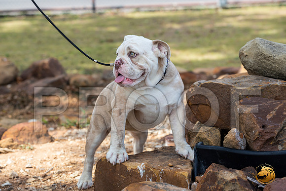 Bulldog Sat Patti_JJL_1163-Selma2019-HR3