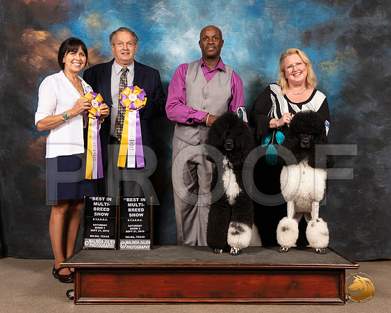 Poodle Std MC Sat S1 BIS Sat S2 BIS Judges Dianna Joe Allen__SR_9194-Selma2019-HR3
