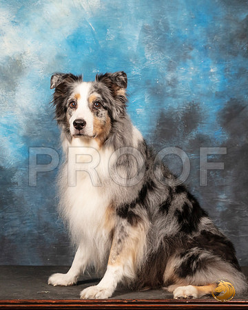 Australian Shepherd Karen Dahle__SR_9257-Selma2019-HR3-2