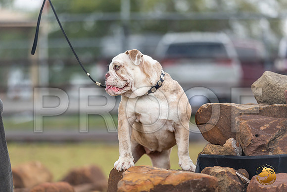 Bulldog Sun Patti_JJL_2085-Selma2019-HR3