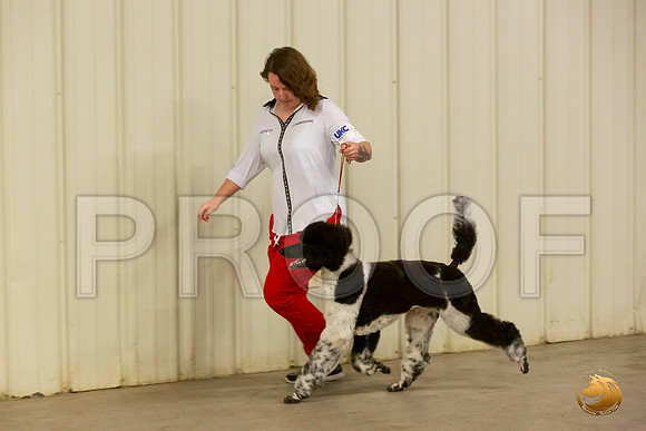 Poodle Std MC Shayla Alexander_JJL_2252-Selma2019-HR3