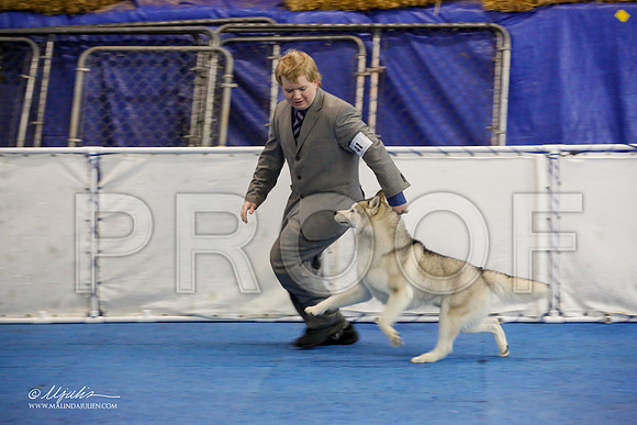 _M3_8420-AddisonHuskyMar2015-HR3