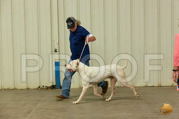 Dogo Sun S1 Rings_JJL_2071-Selma2019-HR3