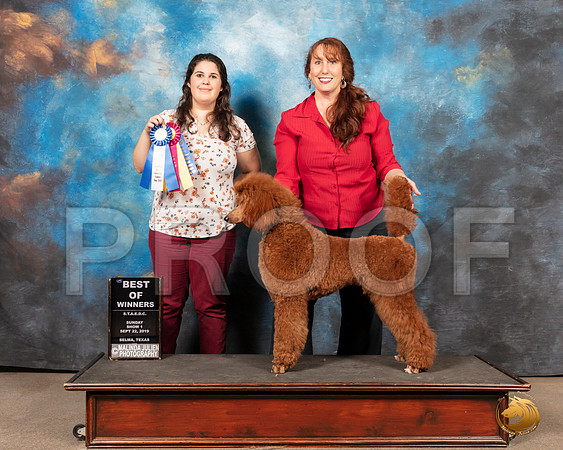 Poodle Std BOW Sun__SR_9265-Selma2019-HR3