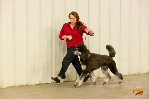 Poodle Std MC Sun S1 Mona Stilson 2_JJL_2197-Selma2019-HR3