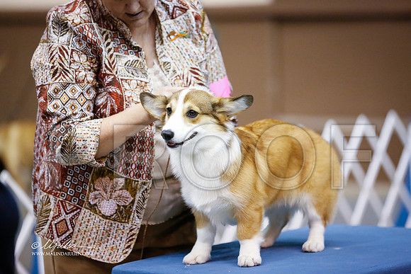 CorgPW-2036-SANov13-HR