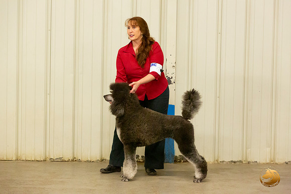 Poodle Std MC Sun S1 Mona Stilson 2_JJL_2207-Selma2019-HR3