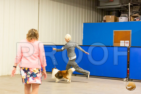Shetland Sheepdog Patti Sun S2_JJL_2348-Selma2019-HR3