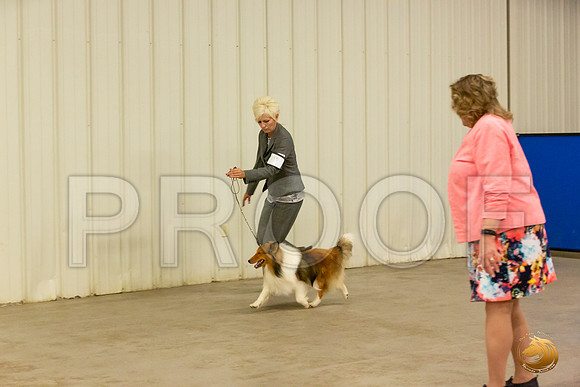 Shetland Sheepdog Patti Sun S2_JJL_2355-Selma2019-HR3