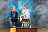 Silken Windhound #24 Fri NB1  Judge Jeanie Ayala