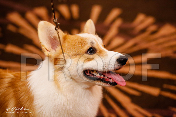 _JJ_9268-HstnCorgiFeb2015-HR3