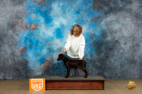 Boykin Spaniel #203 Sat1 RBPIS Judge Kevin Carroll