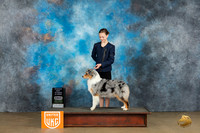 Australian Shepherd #26 Sat VRBIS Judge Kevin Carroll