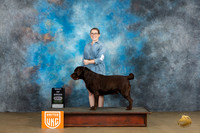 Labrador Retriever #378 Sat1 BOB Judge Dr Kathryn Baxter