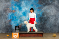 Poodle Std #226 Sat1 PBIS Judge Kevin Carroll