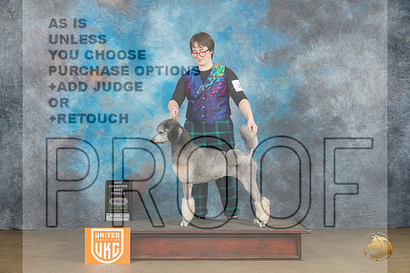Poodle Std #247 Sat BFCH Judge Dr Kathryn Baxter_JP_2392_UKCFebLng2024_2024_HR3