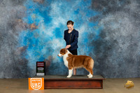 Australian Shepherd #216 Sat G2 Judge Kevin Carroll