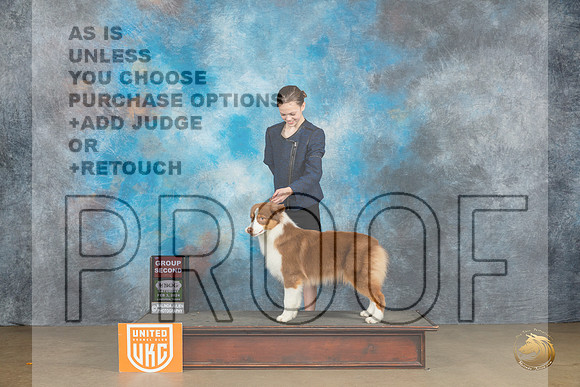 Australian Shepherd #216 Sat G2 Judge Kevin Carroll_JP_2477_UKCFebLng2024_2024_HR3