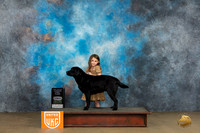 Labrador Retriever #427 1st Judge Kevin Carroll