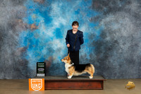 Pembroke Welsh Corgi #104 Sat BOBG3 Judge Teresa Kocher