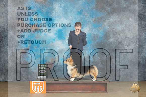 Pembroke Welsh Corgi #104 Sat BOBG3 Judge Teresa Kocher_JP_2480_UKCFebLng2024_2024_HR3