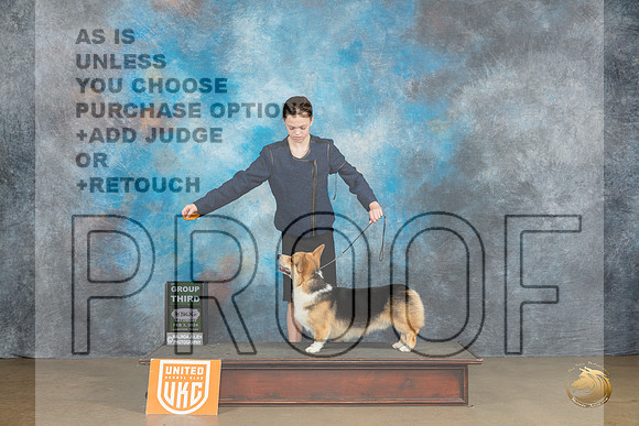 Pembroke Welsh Corgi #104 Sat BOBG3 Judge Teresa Kocher_JP_2483_UKCFebLng2024_2024_HR3