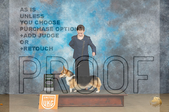 Pembroke Welsh Corgi #104 Sat BOBG3 Judge Teresa Kocher_JP_2484_UKCFebLng2024_2024_HR3
