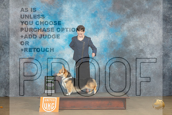 Pembroke Welsh Corgi #104 Sat BOBG3 Judge Teresa Kocher_JP_2485_UKCFebLng2024_2024_HR3