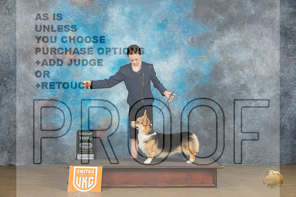 Pembroke Welsh Corgi #104 Sat BOBG3 Judge Teresa Kocher_JP_2486_UKCFebLng2024_2024_HR3