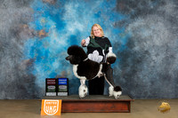Poodle Std MC #200 Sat G2 Judge Kathryn Baxter G1 Judge Felicity Trammell