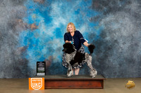 Poodle Std MC #296 Sat BFCH Judge Felicity Trammell