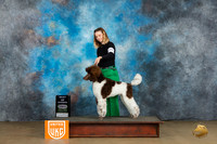 Poodle Std MC #376 Sat BOW Judge Felicity Trammell