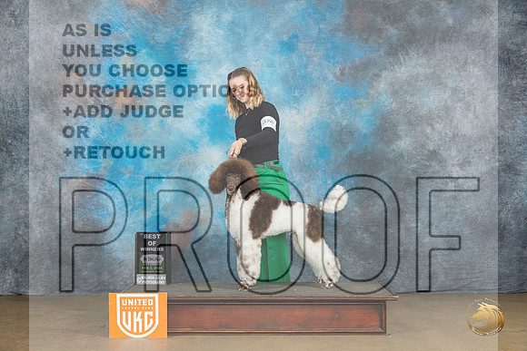 Poodle Std MC #376 Sat BOW Judge Felicity Trammell_JP_2455_UKCFebLng2024_2024_HR3