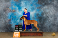 Rhodesian Ridgeback #208 Sat G2 Judge Felicity Trammell G3 Judge Baxter