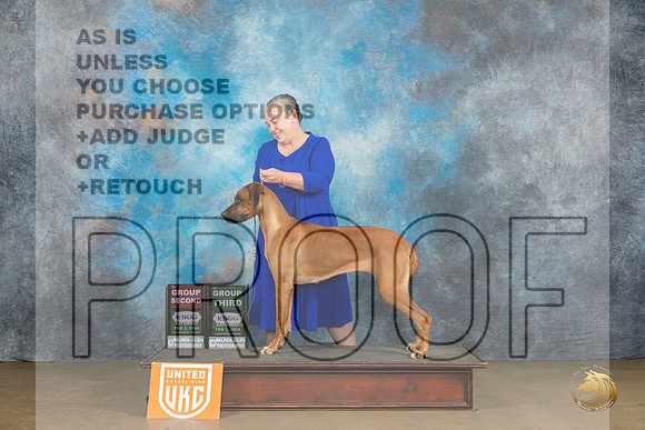 Rhodesian Ridgeback #208 Sat G2 Judge Felicity Trammell G3 Judge Baxter_JP_2510_UKCFebLng2024_2024_HR3