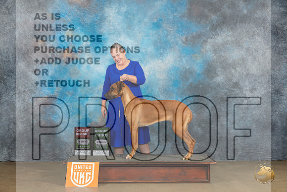 Rhodesian Ridgeback #208 Sat G2 Judge Felicity Trammell G3 Judge Baxter_JP_2512_UKCFebLng2024_2024_HR3