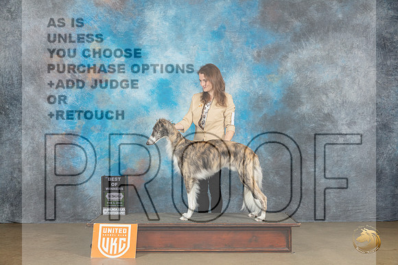 Silken Windhound #232 Sat BOW Judge Dr Kathyrn Baxter_JP_2509_UKCFebLng2024_2024_HR3