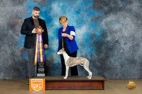 Whippet #211 Sat ARBIS Judge Kevin Carroll