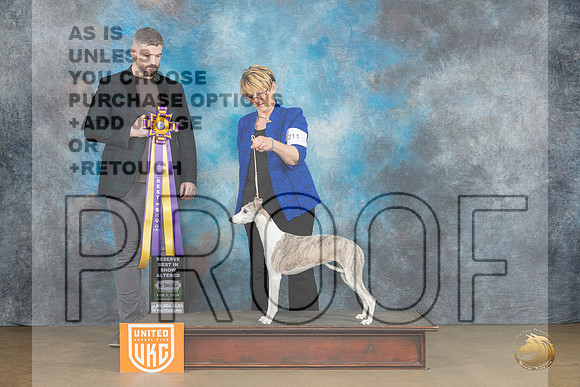 Whippet #211 Sat ARBIS Judge Kevin Carroll_JP_2441_UKCFebLng2024_2024_HR3