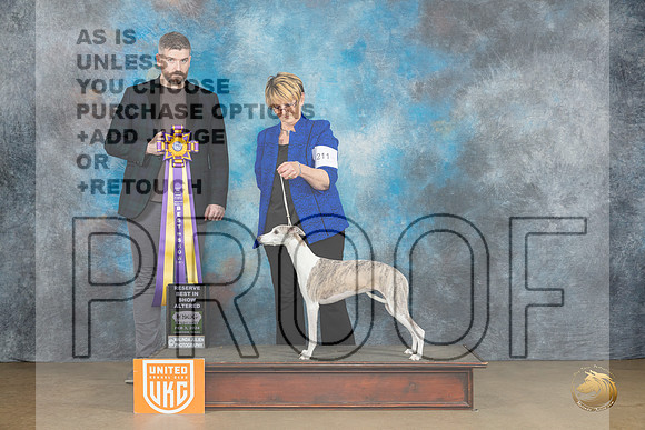 Whippet #211 Sat ARBIS Judge Kevin Carroll_JP_2442_UKCFebLng2024_2024_HR3