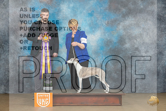 Whippet #211 Sat ARBIS Judge Kevin Carroll_JP_2443_UKCFebLng2024_2024_HR3