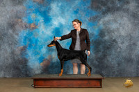 Doberman Pinscher Sat Felicity