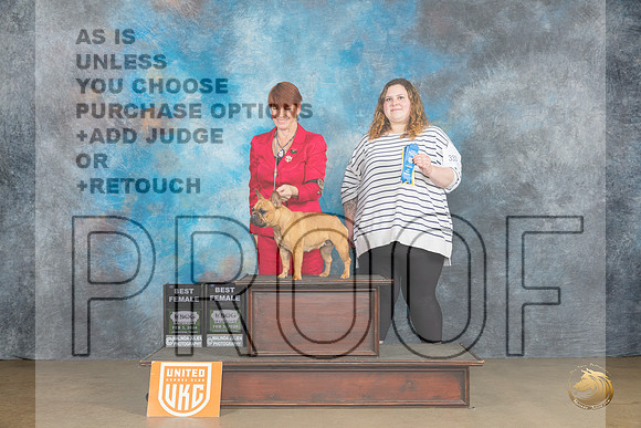 French Bulldog #406 Sat BF Judge Felicity Trammell BF Judge Kathryn Baxter_JP_2532_UKCFebLng2024_2024_HR3