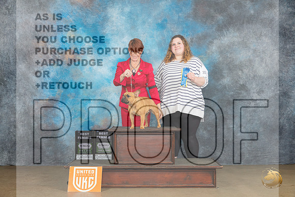 French Bulldog #406 Sat BF Judge Felicity Trammell BF Judge Kathryn Baxter_JP_2534_UKCFebLng2024_2024_HR3